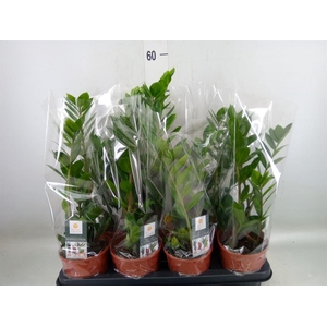 Zamioculcas zamiifolia