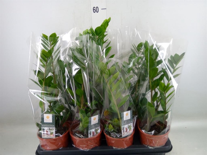 <h4>Zamioculcas zamiifolia</h4>