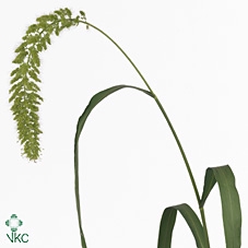 Setaria It Big Mama