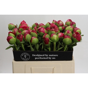 Paeonia Command Performance