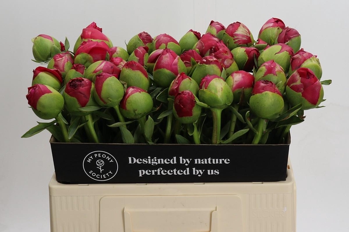 <h4>Paeonia Command Performance</h4>