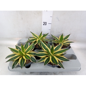 Agave lophantha 'Quadricolor'