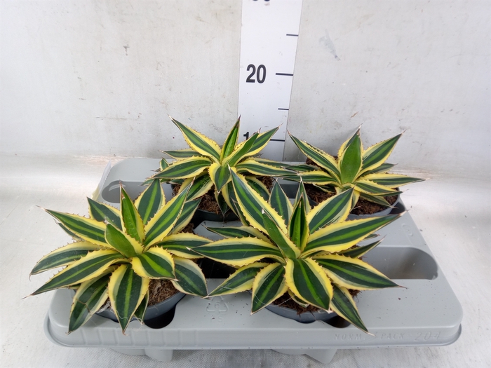 <h4>Agave lophantha 'Quadricolor'</h4>
