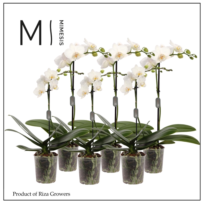 <h4>Phalaenopsis White 1 Spike - 9cm | Mimesis</h4>