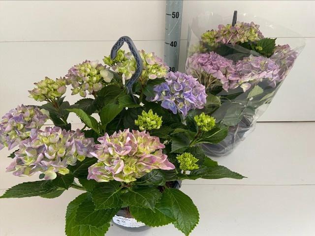 <h4>HYDR M HI RIVER</h4>