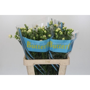 Ranunculus Butterfly Keramos