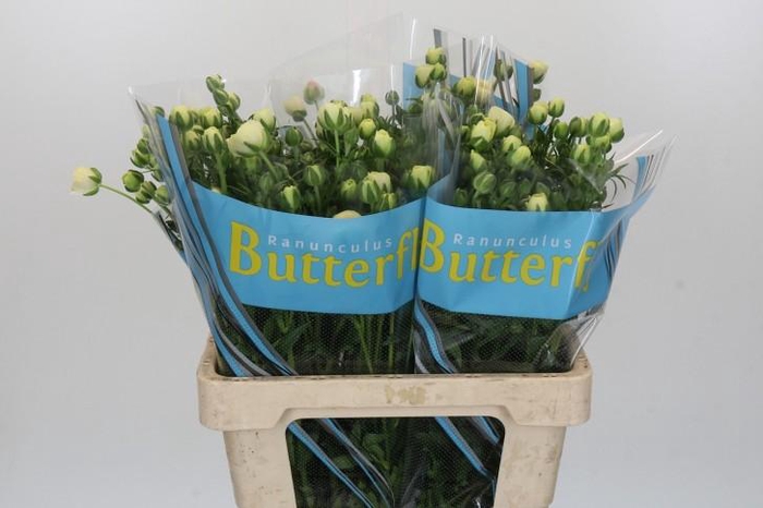 Ranunculus Butterfly Keramos