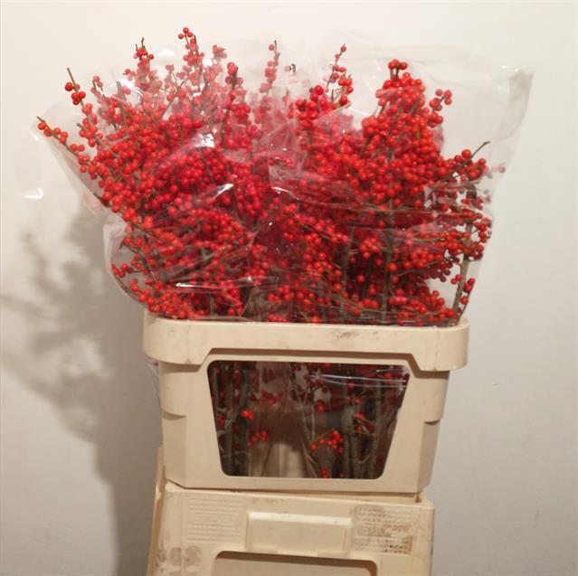 <h4>ILEX VE RODE BES</h4>