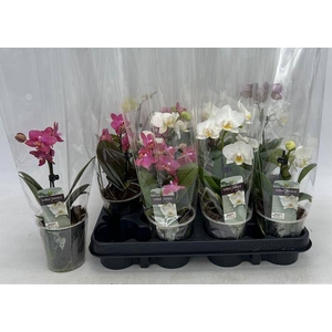 PHAL GEM