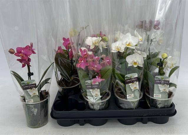 <h4>PHAL GEM</h4>