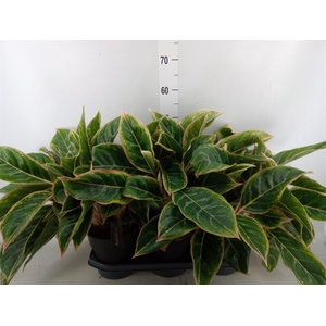 Aglaonema   ...