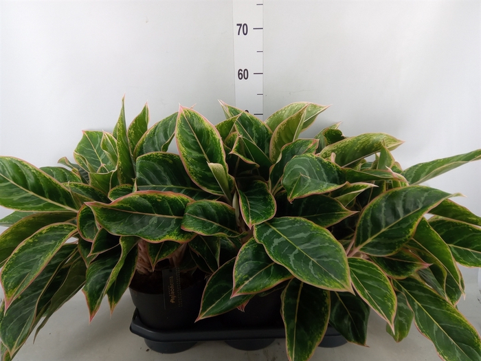 <h4>Aglaonema   ...</h4>