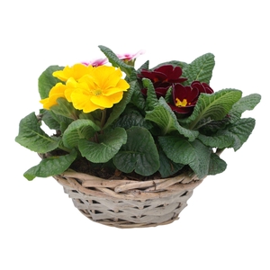 Primula Chipwood 3x prim gemengd 570
