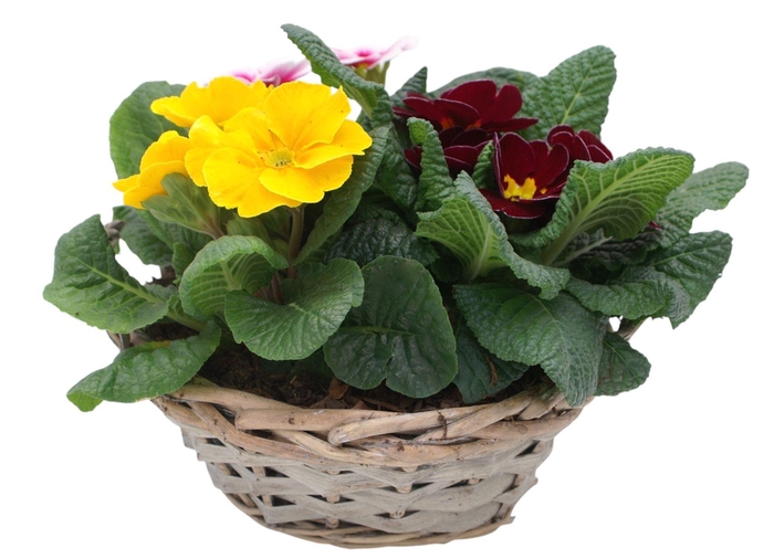 <h4>Primula Chipwood 3x prim gemengd 570</h4>