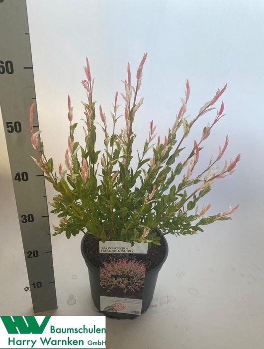 <h4>SALIX IN HAKURO NISH</h4>
