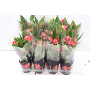 ANTHURIUM MINI MILLION FLOWERS P09