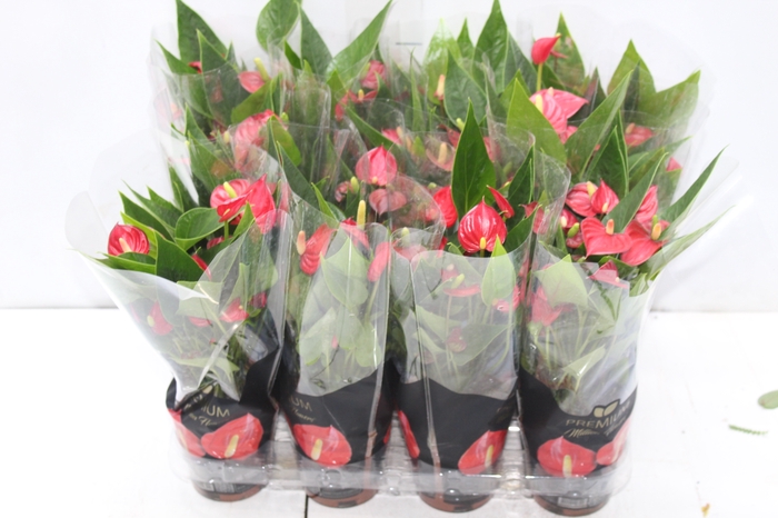<h4>ANTHURIUM MINI MILLION FLOWERS P09</h4>