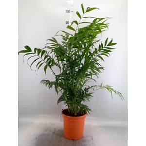 Chamaedorea elegans
