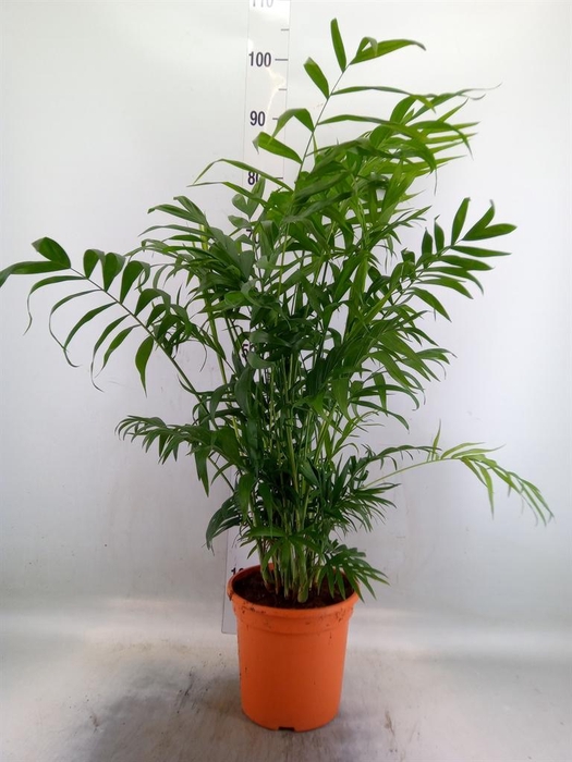 <h4>Chamaedorea elegans</h4>