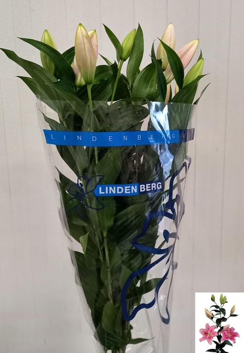 <h4>LI OR SORBONNE</h4>