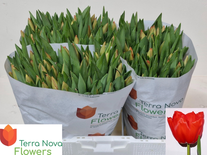 <h4>TU EN LALIBELA</h4>