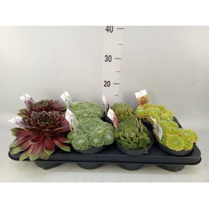 Sempervivum   ...mix