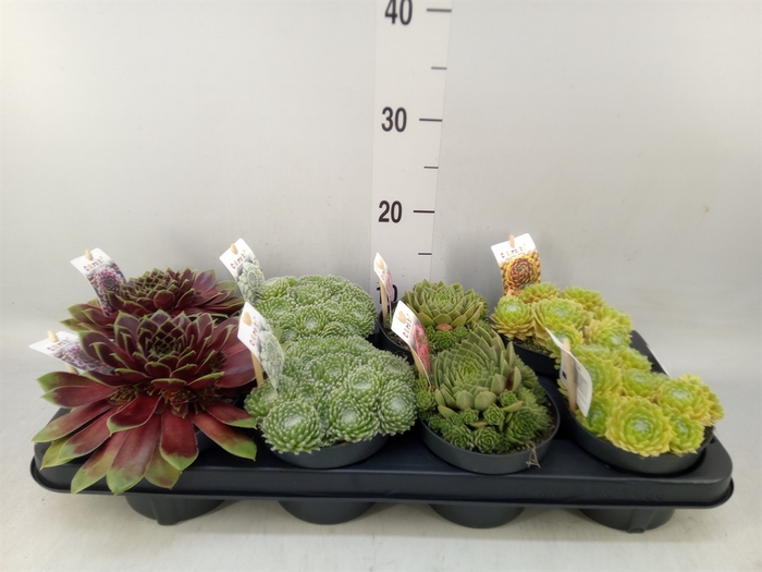 <h4>Sempervivum   ...mix</h4>
