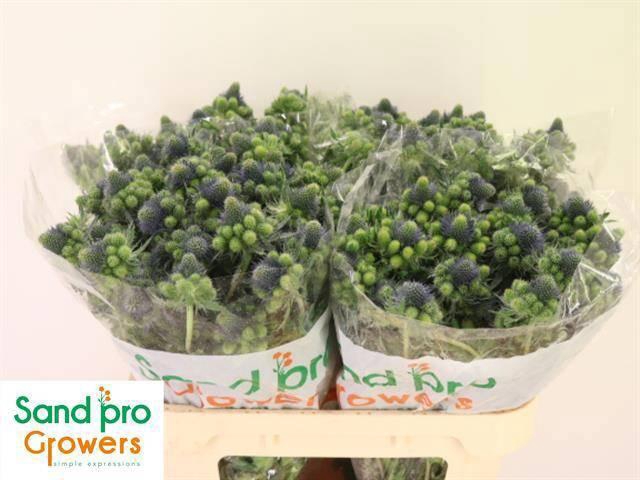 <h4>ERYN MAG GR LAGOON</h4>