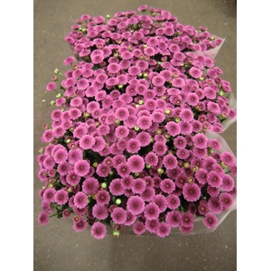CHR SAN CAL DARK PINK