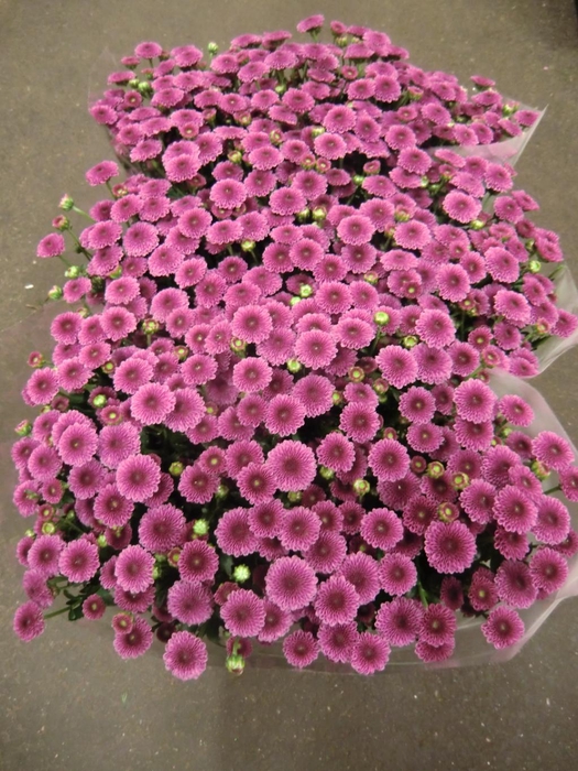 CHR SAN CAL DARK PINK