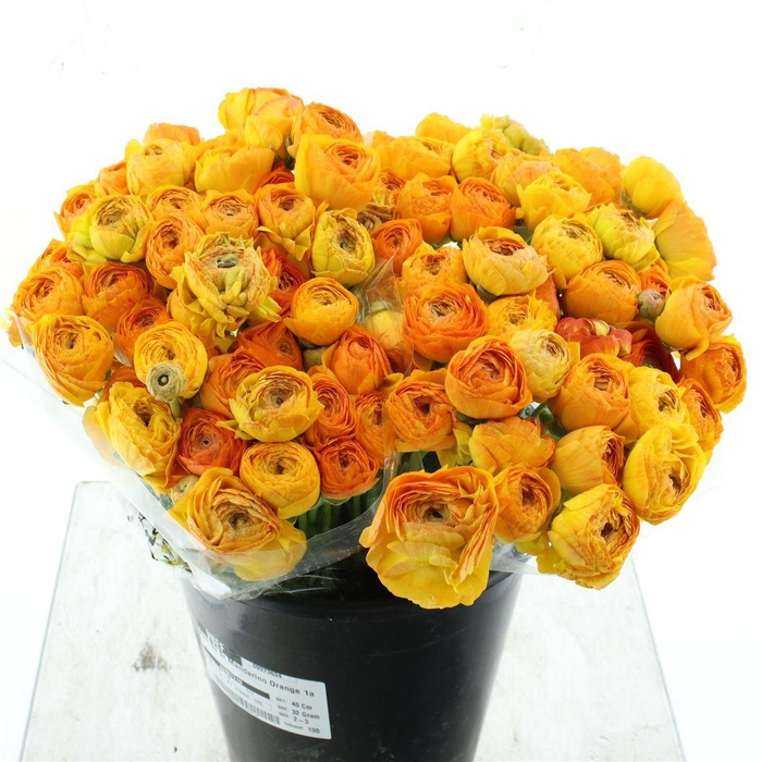 <h4>Ran Su Sr Mandarino Orange 1a</h4>