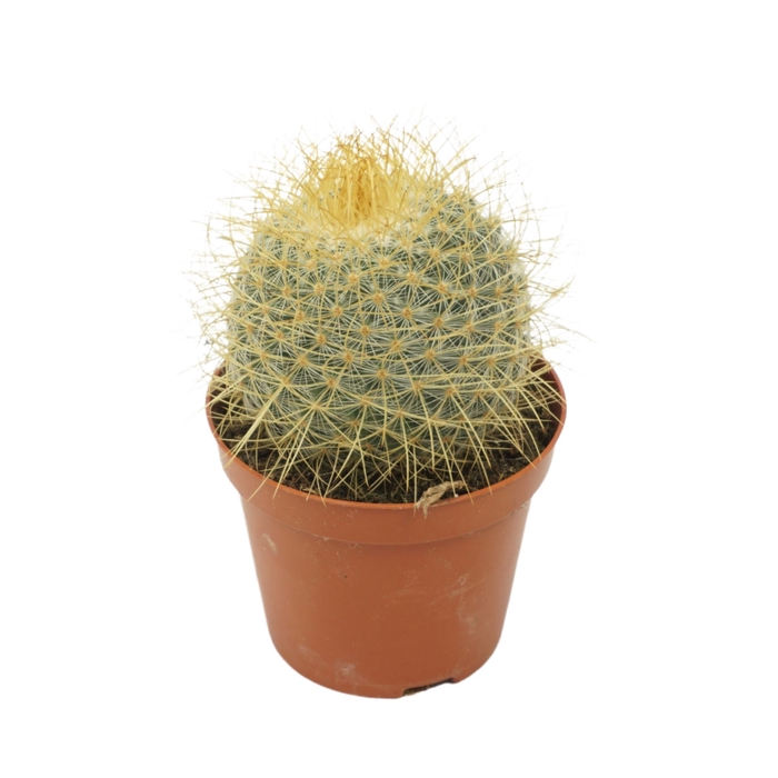 <h4>Mammillaria rhodantha subsp. rhodan</h4>