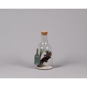 Green Bottle H33 klein met Tillandsia Air Plantst D15 H33