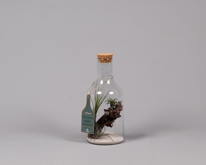 <h4>Green Bottle H33 klein met Tillandsia Air Plantst D15 H33</h4>