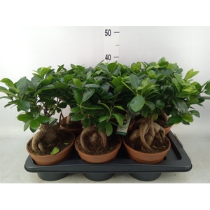 Ficus microcarpa 'Ginseng'