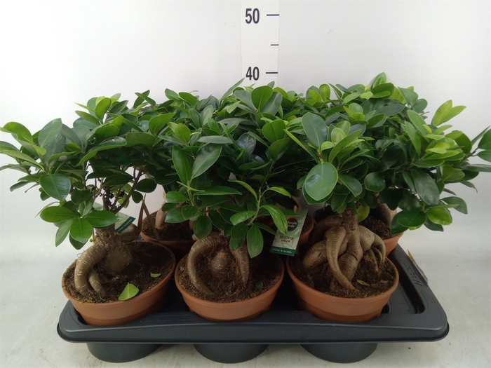<h4>Ficus microcarpa 'Ginseng'</h4>