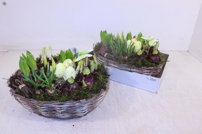 <h4>ARR BOL KNOLGEWAS</h4>