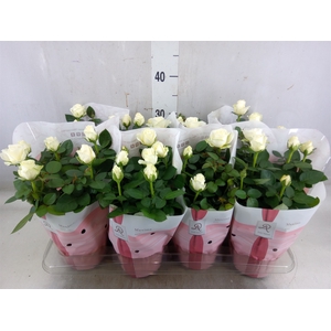 Rosa  'Amorosa Infinity White'
