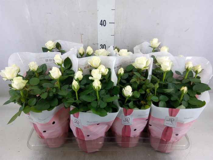 <h4>Rosa  'Amorosa Infinity White'</h4>