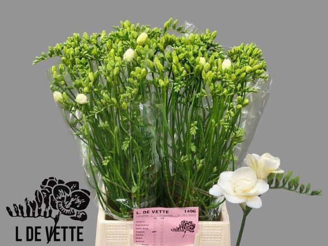 <h4>FR DU VOLANTE</h4>