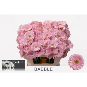 GE MI BABBLE