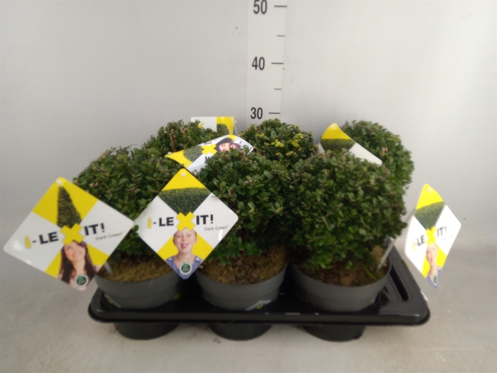 <h4>Ilex crenata 'Dark Green'</h4>