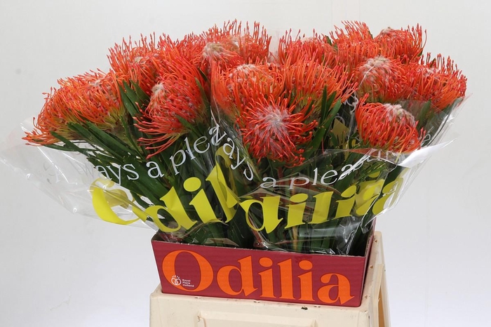 <h4>LEUCO CO TANGO</h4>