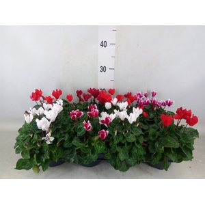 Cyclamen KL 'Verano'