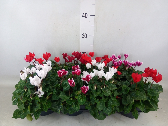 <h4>Cyclamen KL 'Verano'</h4>