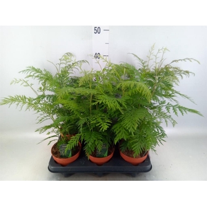 Grevillea robusta