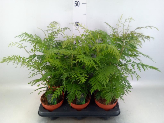 <h4>Grevillea robusta</h4>