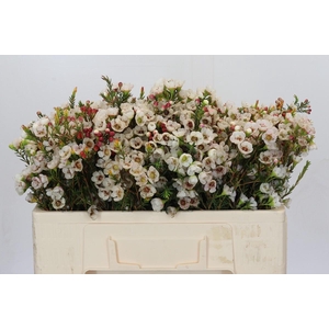 Chamelaucium Moonlight Delight