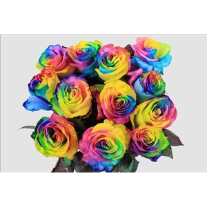 Rosa ec paint magic rainbow