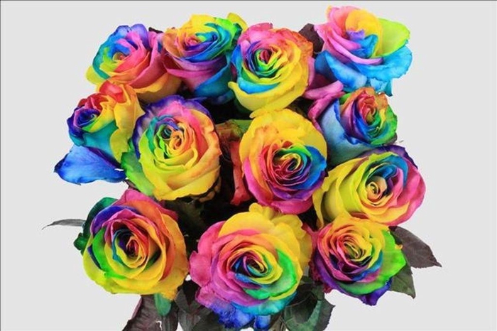 <h4>Rosa ec paint magic rainbow</h4>